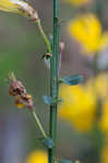 Scotch broom